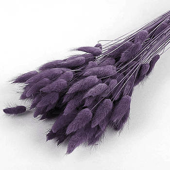 Лагурус темно-фіолетовий 60 см, 100 шт