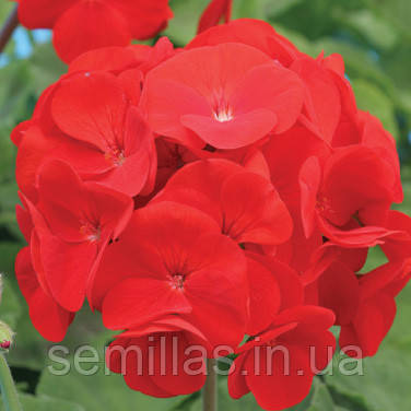 Насіння пеларгонії Альона F1, 20 шт. (драже), темно-червона, зональна зеленолиста