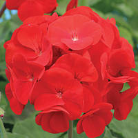 Насіння пеларгонії Альона F1, 20 шт. (драже), темно-червона, зональна зеленолиста