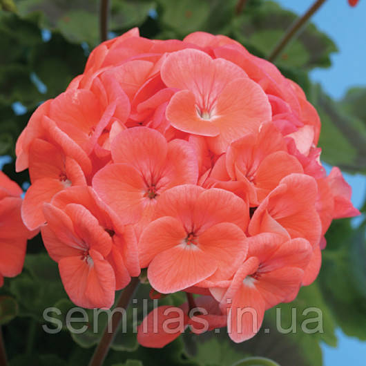 Насіння Пеларгонії Йітка F1, 1000 шт. (драже), лососева, зональна зеленолиста