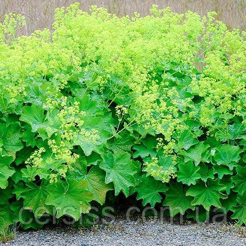 Манжетка, Alchemilla vulgaris