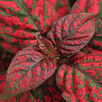 Гипоестес бордовый декоративнолиственные комнатные растения, Hypoestes