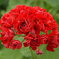 Пеларгония Scarlet rambler, Pelargonium Scarlet rambler