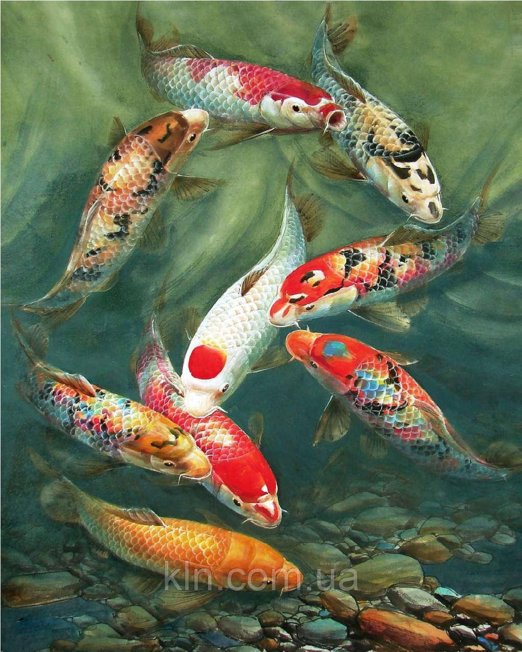 Алмазна вишивка на підрамнику Коропи Коі 40 х 50 см (арт. TN193) квадратні камені, фото 1