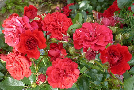 Троянда Хеллоу (Hello) Ґрунтопокровна, фото 2