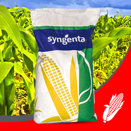 Насіння кукурудзи НК КОБАЛЬТ ( Syngenta ) ФАО: 320