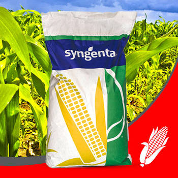 Насіння кукурудзи НК КОБАЛЬТ ( Syngenta ) ФАО: 320