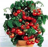 Насіння Томату Балконне диво (0.1г), For Hobby, TM GL Seeds, фото 3