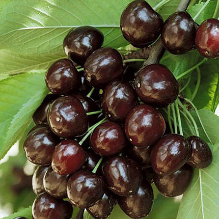 Саджанці черешні середній сорт Кордія, підщепа магалепка 🌱 В ПАКЕТІ 3.5 л, фото 1
