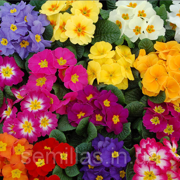 Насіння Примули Акорд S1, 1000 шт., суміш