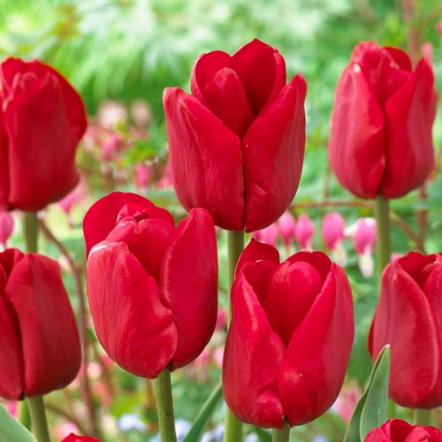 Тюльпан Тріумф Escape 2 шт, цибулини 11/12, фото 1