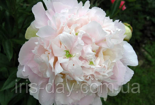 Півонія Madylone Медилон (Van Loon 1966) (Саженці), фото 1