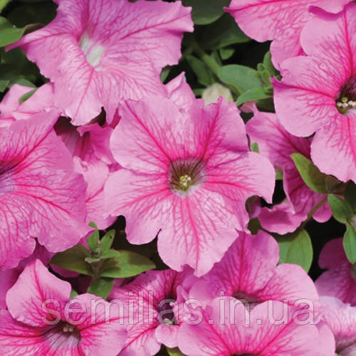 Насіння Петунії Даймонд Роуз Вейн F1, 1000 шт. (драже), ампельна сурфінія, грандіфлора