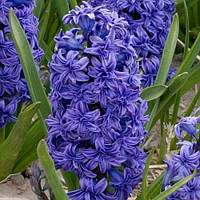 Гіацинт махровий Crystal Palace цибулини