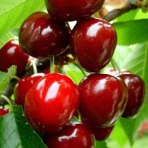 Саджанці черешня сорт Великоплідна 🌱 В ПАКЕТІ 3.5 л, фото 1