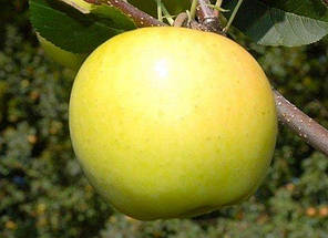 Саджанці яблуні сорт Місяць, фото 2