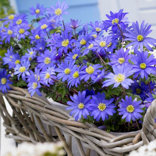 Анемон простий Blue Shades (blanda) цибулини, фото 1