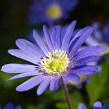 Анемон простий Blue Shades (blanda) цибулини, фото 2