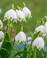 Белоцветник Leucojum Aestivum луковицы (ландыш, пролеска, подснежник, гиацинт, крокус, амариллис)