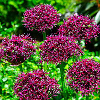 Аліум Atropurpureum (лук декоративний) цибулини