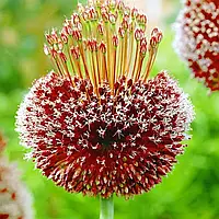 Аліум amethystinum Forelock (лук декоративний) цибулини