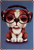 Металева табличка / постер "Миле Цуценя Англійського Бульдога / Cute English Bulldog Puppy" 20x30см (ms-003036)