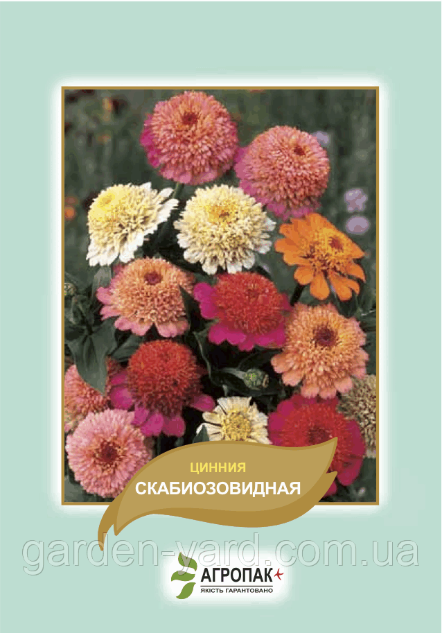 Насіння квітів Цинія Скабіозовидна Агропак плюс