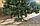 Елка пышная Карпатская от 55 см - 300 см. Новогодние искусственные реалистичные ели от 0,55 м - 3 м, фото 4