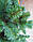 Пишна ялинка Карпатська 55 см - 300 см. Новорічні штучні реалістичні ялинки від 0,55 м - 3 м, фото 8