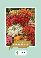 Насіння квітів Цинія Хризантемовидна Агропак плюс