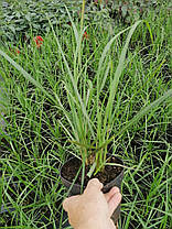 Пеннісетум японський Блек Б'юті (саджанці 1л), фото 3