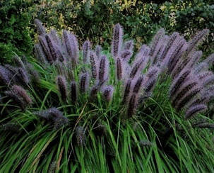 Пеннісетум японський Блек Б'юті (саджанці 1л), фото 2