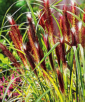 Пеннісетум Ред Харт (саджанці 1.5л ), фото 3