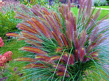 Пеннісетум Ред Харт (саджанці 1.5л ), фото 4