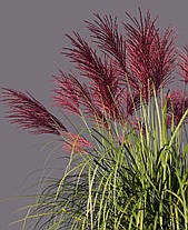 Міскантус китайський Ред Чіф \ Miscanthus sinensis Red Chief ( саджанці 3л ), фото 2