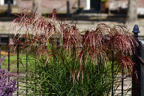 Міскантус китайський Ред Чіф \ Miscanthus sinensis Red Chief ( саджанці 3л ), фото 3