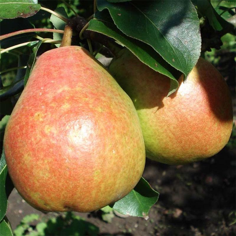 Груша осіння сорт Дербаралью RX-12/47, підщепа ВА-29