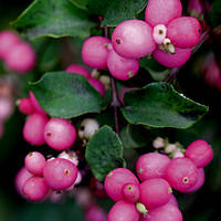 Сніжноягідник Меджик Беррі/Symphoricarpos d. 'Magic Berry' С10 Н50-60