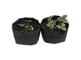 Grow Bag 3,5 літра Тканинний горщик/ контейнер для рослин (щільність 50 г/м2), фото 2
