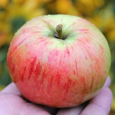 Саджанці яблуні літньої сорт Орловим