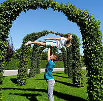 Елітний газон преміум класу витривалий ліліпут насіння газонна травосуміш гном