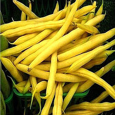 Насіння спаржевої квасолі Голден Гол (Golden Gol) Hazera 5000