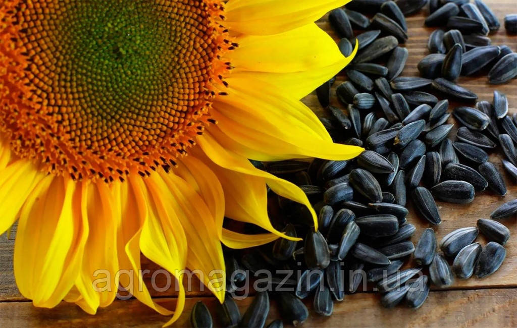 Насіння соняшника НС СУМО 007 (150000нас.) ПРЕМІУМ