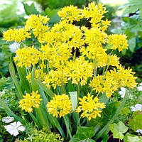 Аліум Moly цибулини