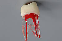 Зуб ендодонтичиский верхный моляр 3 канала фантом ендо-зуб