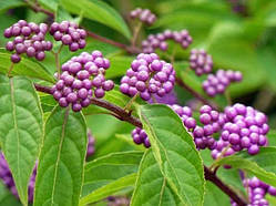 Калікарпа Profusion Красивийплодник, перловий кущ (контейнер 0,5 л) саджанці