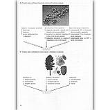ЗНО 2024 Біологія Тренажер Авт: Барна І. Вид: Підручники і Посібники, фото 8