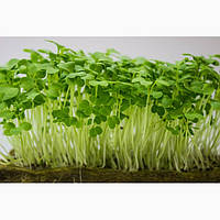 Насіння для пророщування (органічне)