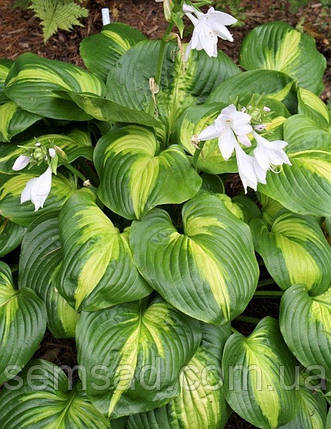 Хоста "Авокадо" \ Hosta Avocado (саджанці ЗКС), фото 2