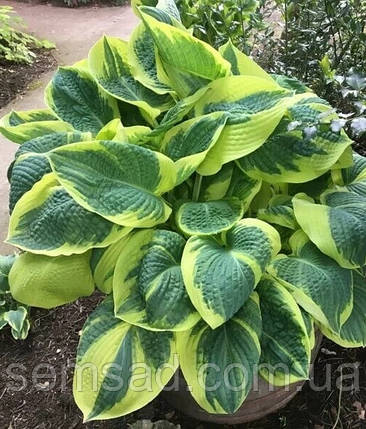 Хоста Бенд оф Голд \ Hosta Band of Gold (саджанці ЗКС), фото 2